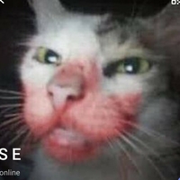 kittylunna Nahé