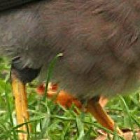 Minah Bird Nahé